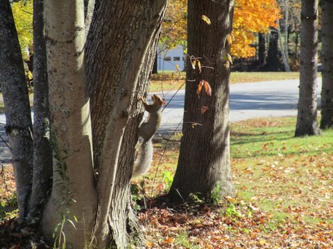 grey squirrel with acorn on tree