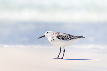 Obraz premium Sandpiper