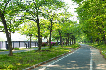 大阪毛馬桜宮公園の遊歩道