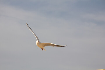 Picture of flying seagull