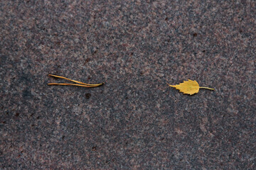 leaves on the stone