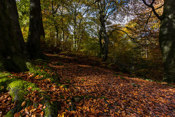 Fototapete bei efototapeten.de bestellen   