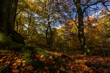 Fototapete bei efototapeten.de bestellen   