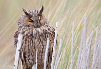 A long-eared owl (Asio otus) perched and resting in the daytime in the dunes.