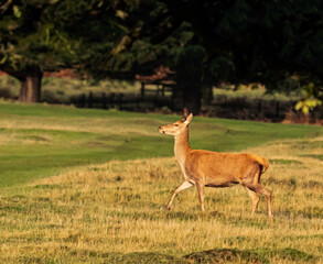 UK - Leicestershire - Bradgate Park - Fallow Deer