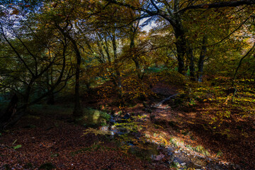 Peaceful forest in the fall