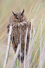A long-eared owl (Asio otus) perched and resting in the daytime in the dunes.