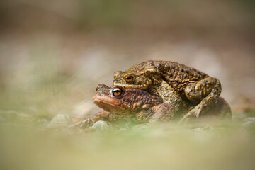 Common toad couple is mating in grass at breeding time