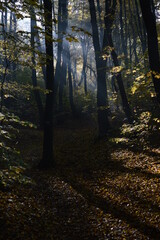 Obraz premium autumn in the forest