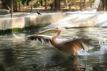 A pink pelican swims on the water stock photo