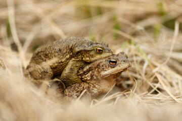 Common toad couple is mating in grass at breeding time
