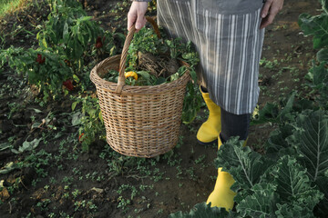 Young gardener in yellow rubber boots and wicker basket full of organic vegetables from farm garden.