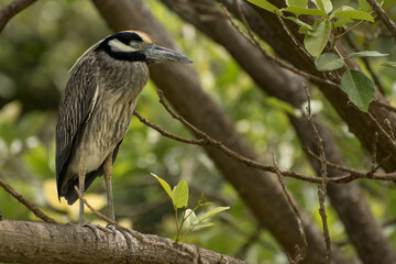 Pájaro posado en rama