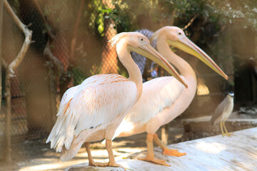 two large pink pelicans stand in the lagoon on a sunny day.