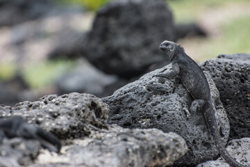 lagarto posado en piedra negra