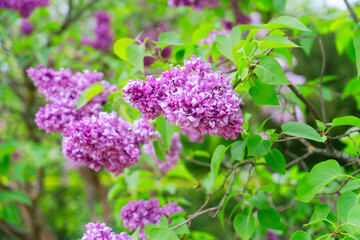 Obraz premium Blooming lilac flowers