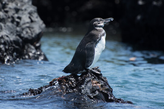 ping&uuml;ino parado en piedra junto al mar