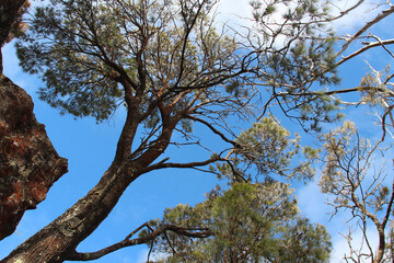 Fototapeta premium trees in the blue mountains in australia