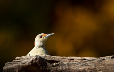 Red-Bellied Woodpecker