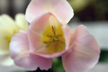 Pink flower and tulip structure close-up