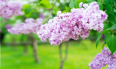 Obraz premium Blooming lilac flowers
