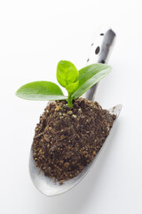 ツルムラサキの新芽