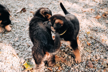Two cute German shepherd puppies of black and red color play together in nature. Games of young purebred Gemini dogs. German shepherd kennel.