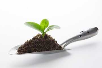 ツルムラサキの新芽