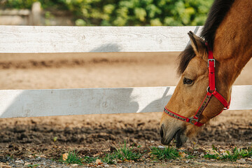 Brown horse eating small patch of grass inside paddock with wooden fence