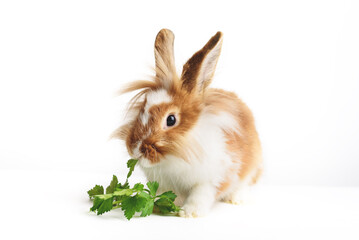 Adorable rabbit with parsley on a white background