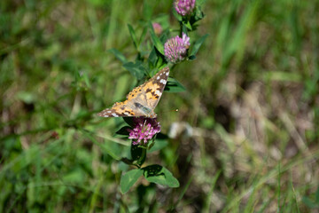 Schmetterling