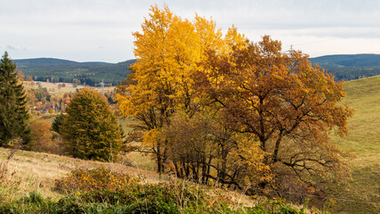 Herbstwald in Mittelthüringen