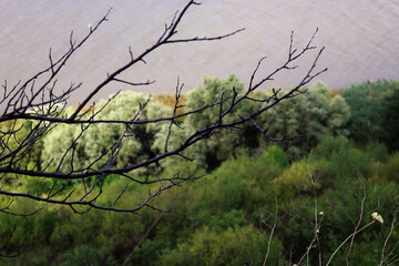 branches of a tree and a river behind it