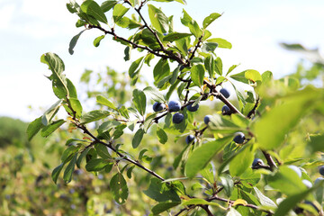 branch of a tree with leaves and berries. Blue berries on the bush. The view to the sky. summer