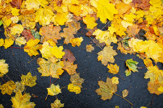 Wet fallen maple leaves on asphalt