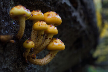 mushrooms on a tree
