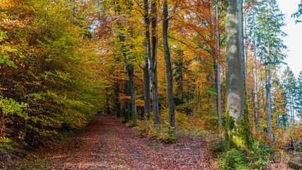Herbstwald in Mittelthüringen