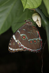 mariposa monarca posada en flor con patrón colorido en las alas 