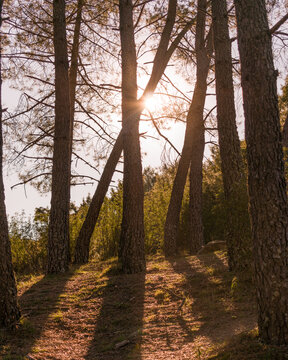 Rayo De Sol En El Bosque