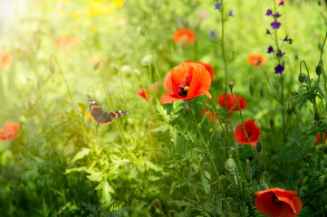 Poppies Flowers Field and flying Butterfly in fresh clean Green Grass Lawn, Spring or Summer Nature eco Background with Beautiful Red Poppy Meadow and Vanessa atalanta red admiral on a Sunny Day