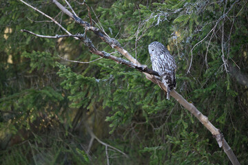 Ural owl perched on dry branch in forest