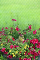 Little Gosling in flower bed