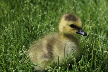 Cute baby goose in grass