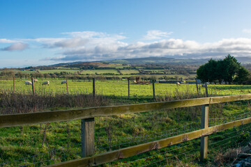 Fototapeta premium Green Rolling Hills, Ireland