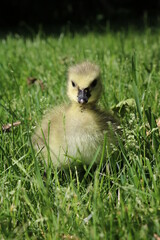 Adorable Canadian Goose looks straight at camera
