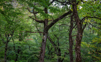 Wild saturated forest with many trees and branches