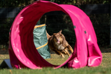 Hund im Hoopers Parcour