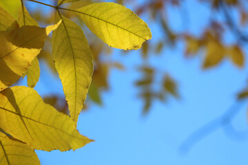 autumn leaves in the sky