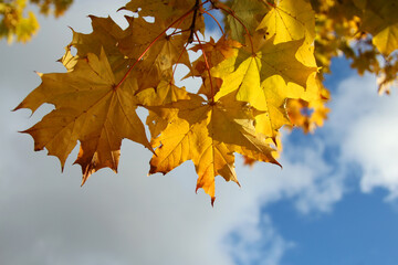 Naklejka na ściany i meble maple leaves in autumn against the sky