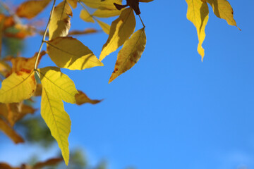 autumn leaves against blue sky